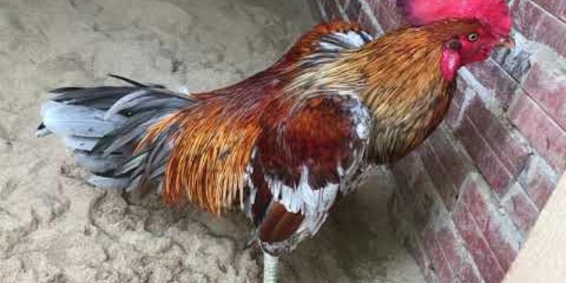 Tình hình của gà xám 800tr Phúc Bình Dương ở thời điểm hiện nay